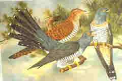 Common Cuckoo